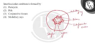 Interfascicular cambium is formed by [upl. by Tiernan]