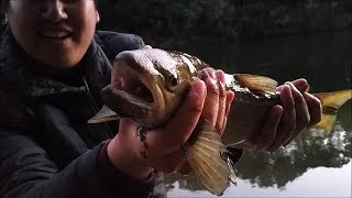 NZ Basic Fishing  Waikato River  My first time fishing for Wild Trout [upl. by Annaed792]