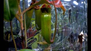 Nepenthes veitchii x lowii pitcher [upl. by Ramsa667]