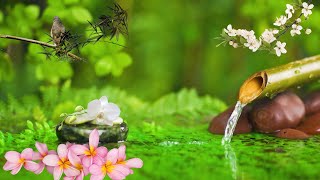 Soothing Water Flow Relaxing Piano amp Birds Chirping  Meditation amp Healing Music [upl. by Eeralih]