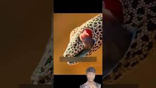 Golden Tailed Geko 🤩 animals lizard cobra snake experiment [upl. by Xer]