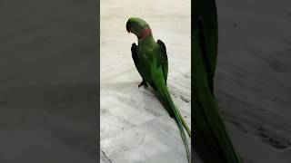 Cute Alexandria Green Talking Parrot 🦜❤ talkingparrot beats instrumental music lofi [upl. by Dale]