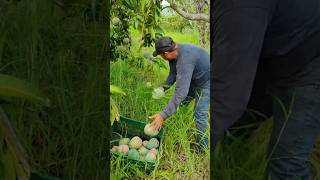 Mangga Kent varietas unggulan dari Peru [upl. by Kaine]