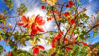 Living in a Small Island  Saipan [upl. by Eugenides]