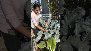 Harvest from my terrace garden shortsindia seedgrown terracegarderning containergardening [upl. by Ihskaneem]