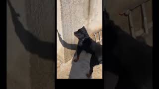 اشتراك في القناة👍 memes funnyvideo funny meme cat اكسبلور animals cute [upl. by Enelyad470]