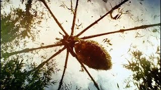 Giant Spider Attack Scene  Kong Skull Island 2017 Movie Clip HD [upl. by Naval]