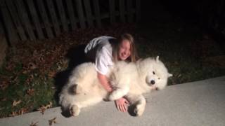 Stubborn SamoyedTrying to get Cody in from the cold at bedtime [upl. by Sidwell]