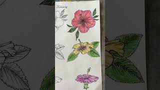 Hibiscus flower drawing shorts viral reels trending [upl. by Mitzl741]