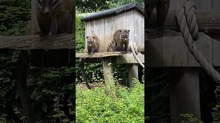 Coati’s waiting for food🐾cuteanimalsanimalphotoscoatimundicoolanimalsinterestinganimalsamazon [upl. by Atiekal]