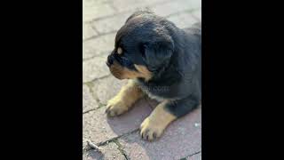 Rottweiler Puppies For Sale in Warwick [upl. by Ynohtnanhoj]