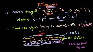 Helicobacter pylori pathogenesis [upl. by Locin]