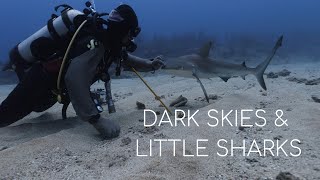 SHARK DIVING in St Martin NO BAIT [upl. by Mcconnell]