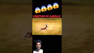 cheetah wildlife hiran lion animals wildlife shorts trending video [upl. by Ainek]