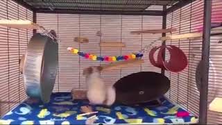 Chinchillas funny times Chinchillas playing Cute little animals [upl. by Ainorev611]