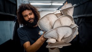 Fruiting Oyster Mushroom Production Blocks  Southwest Mushrooms [upl. by Enneicul952]