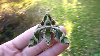 BEAUTIFUL Green oleander hawkmoth Daphnis nerii [upl. by Crawley]