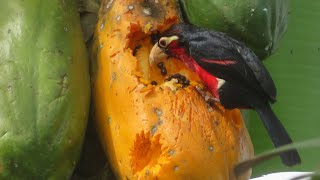 Eating Ripe Organic Pawpaw amp Seeds Meet The doubletoothed barbet Bird Lybius bidentatusbirds [upl. by Acinorav]