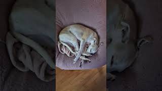 5 Reasons Why The Whippet Is My Spirit Animal sighthound whippetpuppy whippet dogsofyoutube [upl. by Netsryk820]