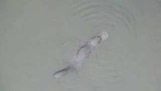 Platypus in the Queanbeyan River Queanbeyan NSW [upl. by Anirehs]