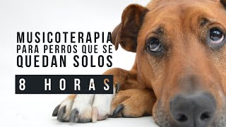 🔊 🐶 Musicoterapia para perros que se quedan solos 😢 8 HORAS DE MÚSICA para perros Perrhijos [upl. by Aicile741]