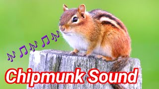 chipmunk sounds to make them come to you  chipmunk sounds  chipmunk sound effect [upl. by Marras]