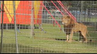 Anxious lion in captivity at Stardust Circus [upl. by Nakeber]