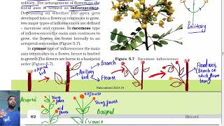 Morphology of flowering plants class 11  Inflorescence  Ncert line by line Part 3 [upl. by Assi]