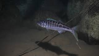 Bathybates fasciatus Tanganyikan deep water predator Kigoma [upl. by Atal]