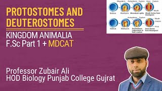 Protostomes and Deuterostomes by Zubair AliMDCATCh10 Lec3 [upl. by Steffen547]