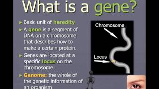 Chromosomes genes and alleles IB Biology [upl. by Hayn]