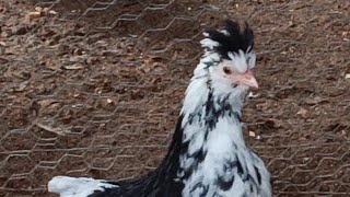 backyard chickens enjoying some grass [upl. by Tayib968]