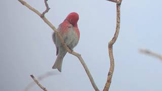 Pine Grosbeak  Colorado 2018 [upl. by Aliuqat]