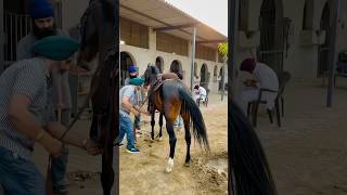 Stallion  Lal Badshah🏇 marwari horse horses horseracing horseriding horselover horseracing [upl. by Eltsyrk]