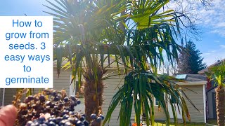 How to grow Trachycarpus Fortunei from seed [upl. by Llerruj]