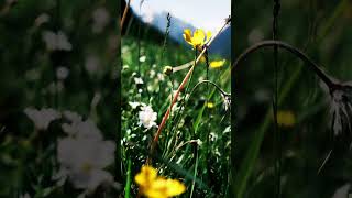 Mountain flowers mountains nature travel summer flowers relax meadows alpine [upl. by Avlem239]