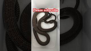 Rat snake  Malaysia [upl. by Jojo]