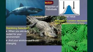 Evolution Part 2B Natural Selection in Action [upl. by Bathulda201]