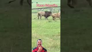 Lions vs maasai dog lion animals wildanimals trending viral safari viral [upl. by Refinney]