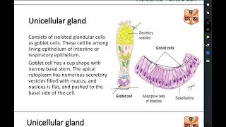 Histologylecture2 glandular epithelium part1 [upl. by Starla]