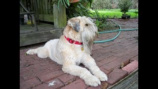 Irish Soft Coated Wheaten Terrier [upl. by Jareen]