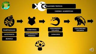 RELACIONES TROFICAS CADENAS ALIMENTICIAS Y REDES TROFICAS [upl. by Issy451]