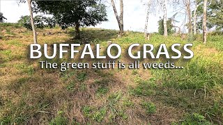 Massive Weed amp Seed ― Buffalo and Blue Side Oats Grama Grasses Planted [upl. by Ladnek]