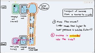 710 Transport in the Phloem from the Source to Sink Cambridge AS A Level Biology 9700 [upl. by Adnak981]