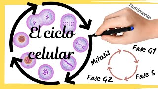 El CICLO CELULAR Paso a Paso [upl. by Benioff]