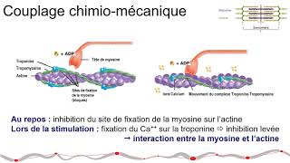 Le Mouvement humain  le couplage excitationcontraction [upl. by Noni477]