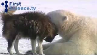 Amitité entre ours polaires et loups [upl. by Bay]