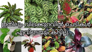 calatheaphilodendronaglonema  online sale  low cost plants  kodungallur  Video235 [upl. by Sarnoff]