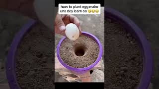 learn how to plant eggs 🥚 eggs eggplant unbelivable trending planteggs viralvideo [upl. by Arted100]