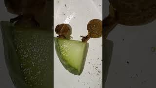 Baby Snails Love Their Cucumber [upl. by Ttereve996]